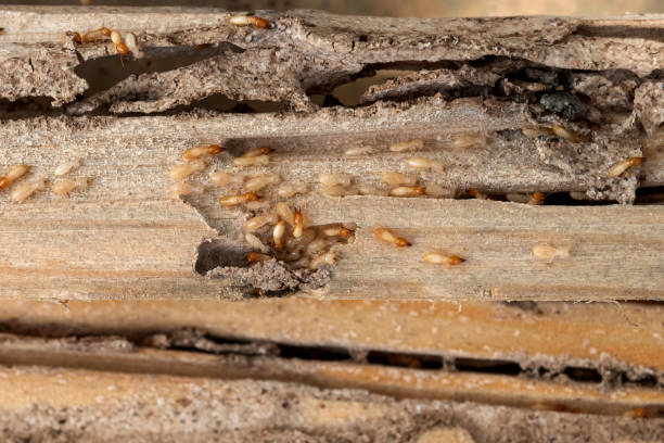Best Wildlife Control Services  in Spartanburg, SC